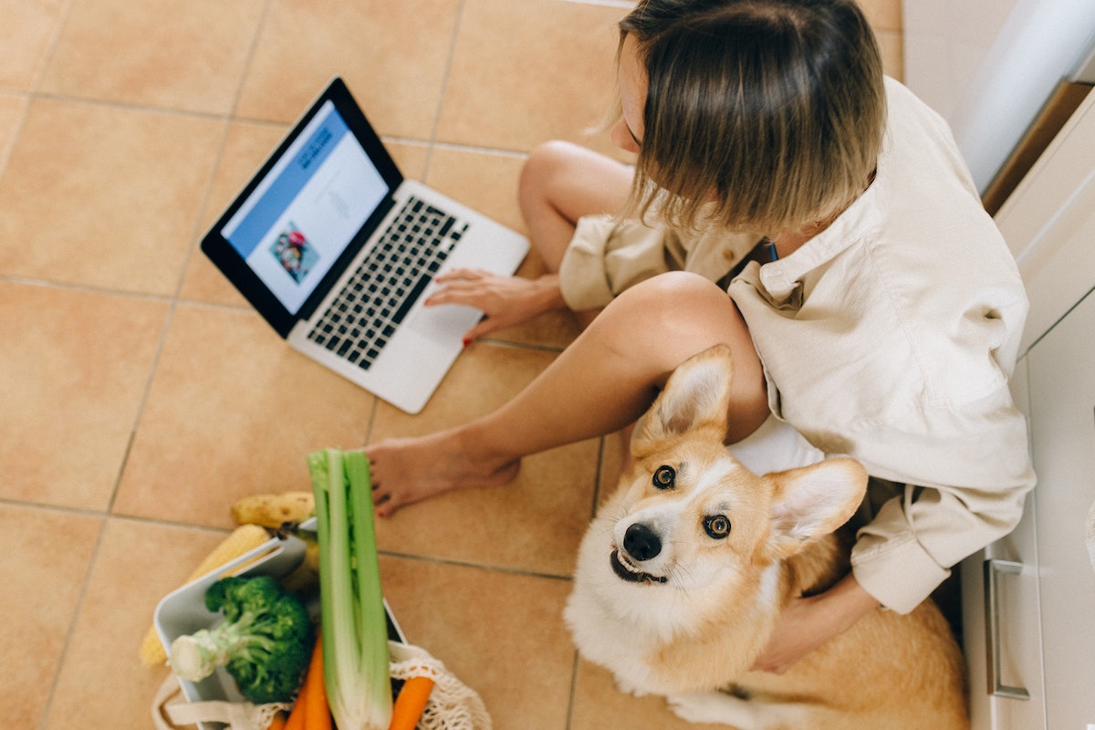 How To Grow Your Online Pet Supply Store blog post cover image