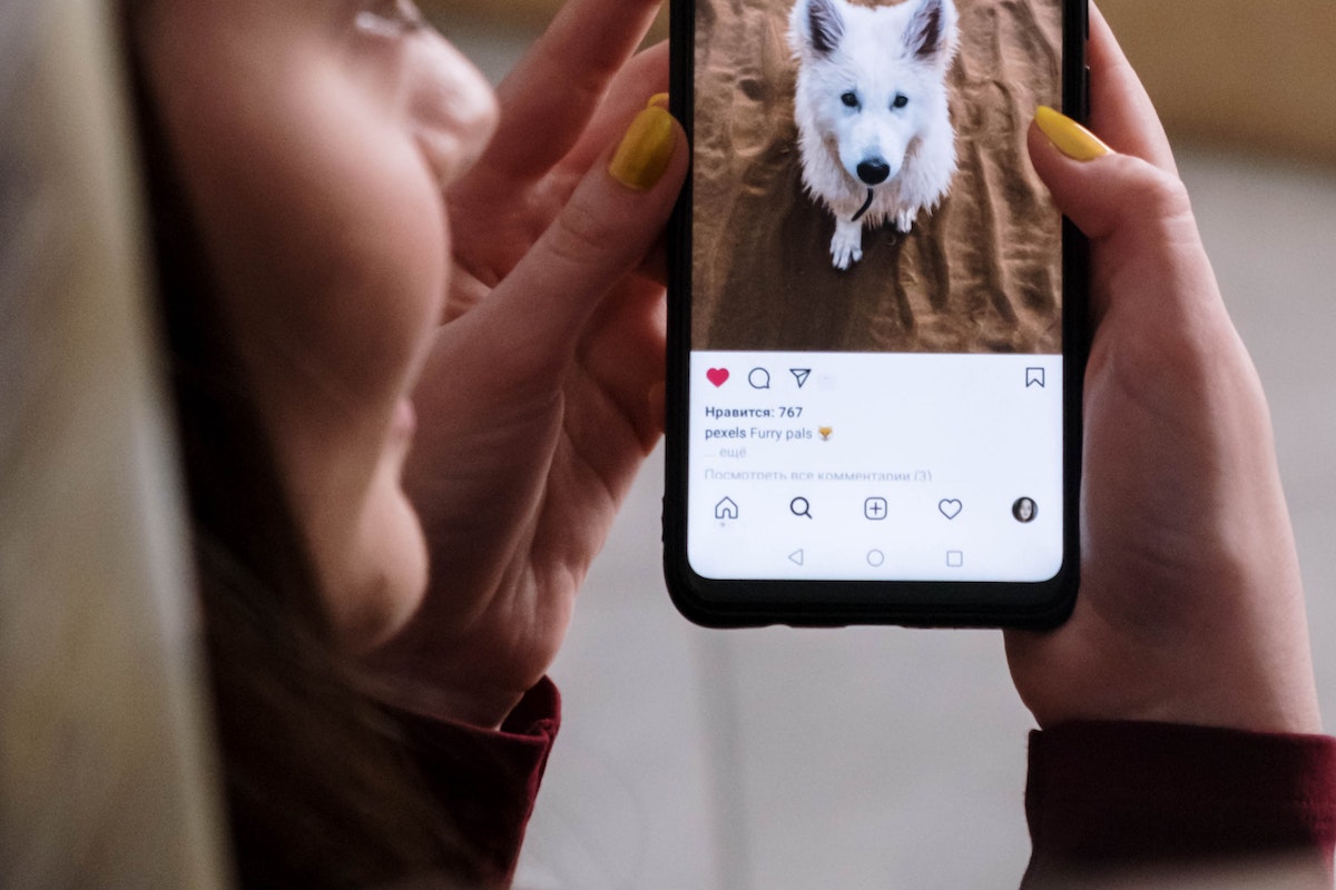 How to Market Your Pet Supply Store on Instagram blog post cover image