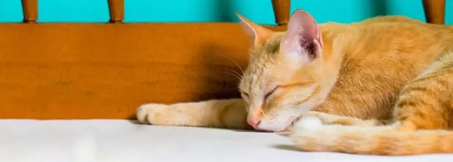 Closeup image of a cat sleeping on the bed